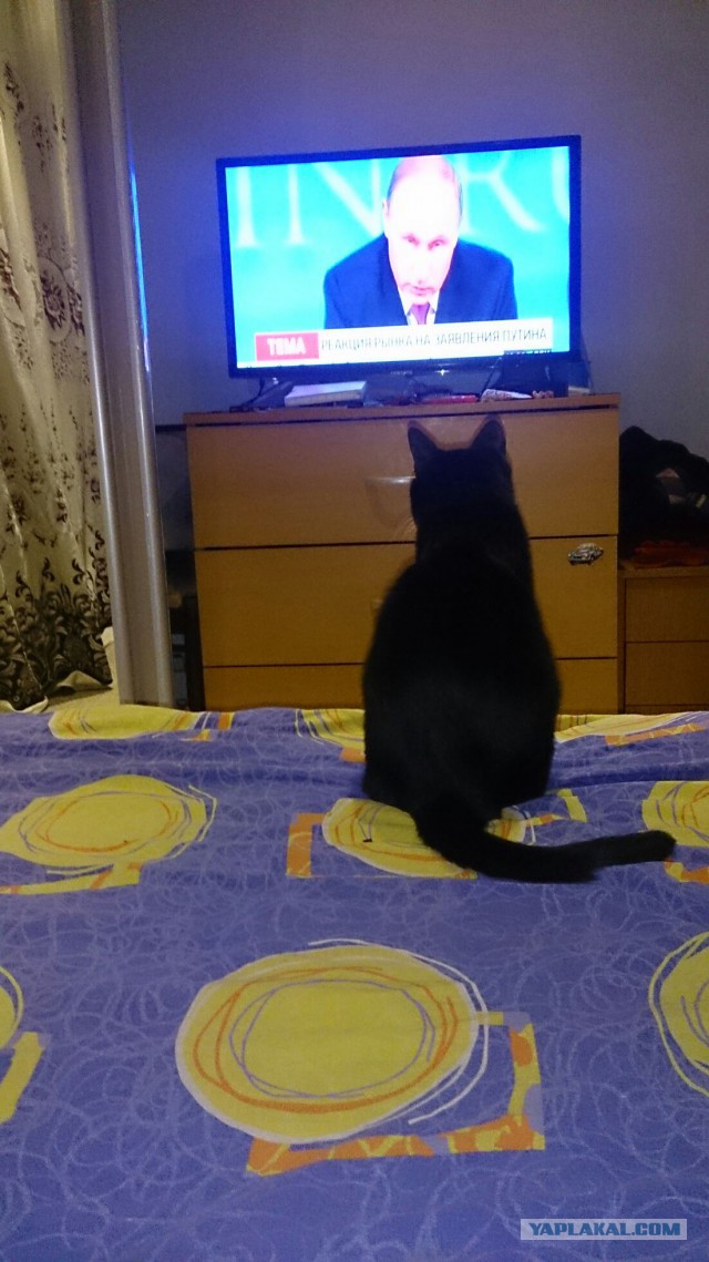 Котовторник 06.01.2015