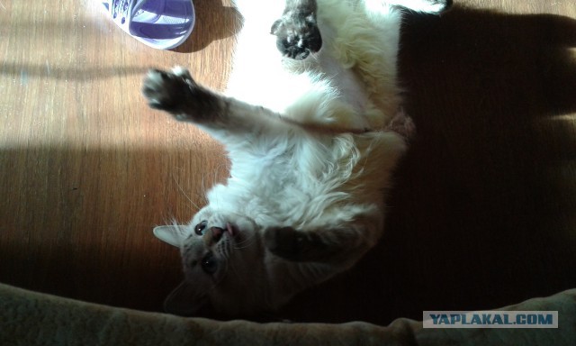 Котовторник