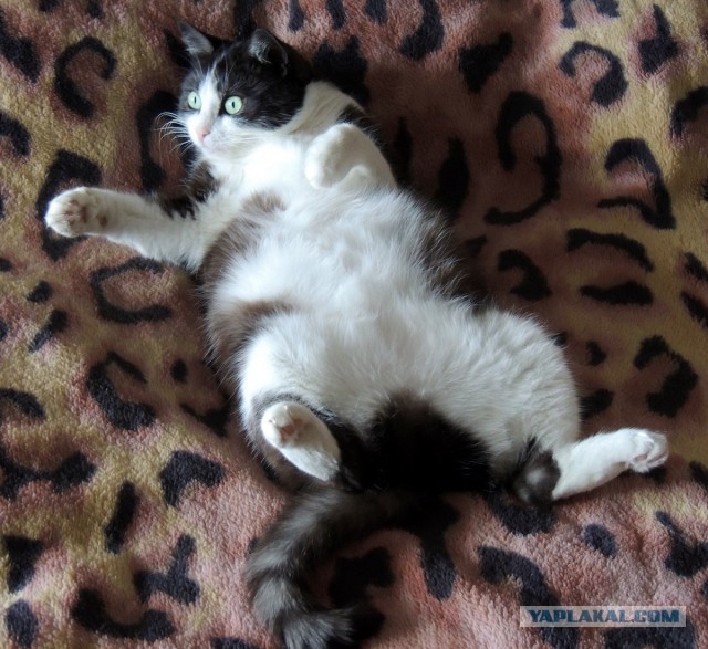 Перепись котопузов открыта=)