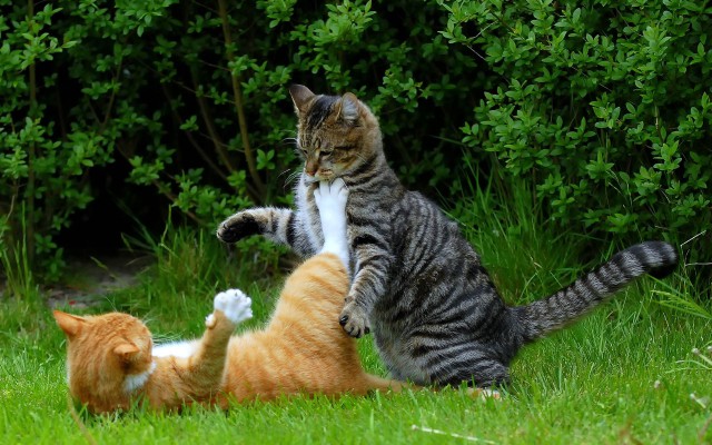 Котовторник