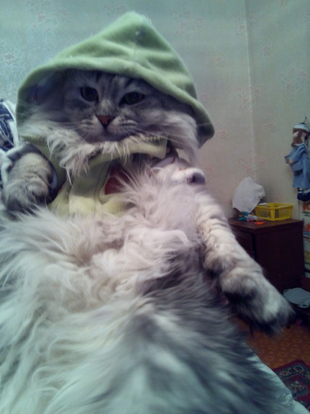 Котовторник 31.03.2015