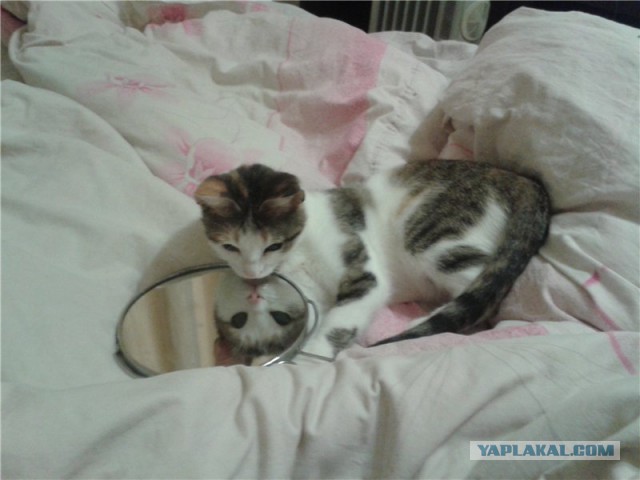 Перепись котопузов открыта=)
