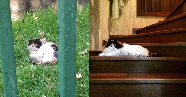 Котовторник 12.05.2015