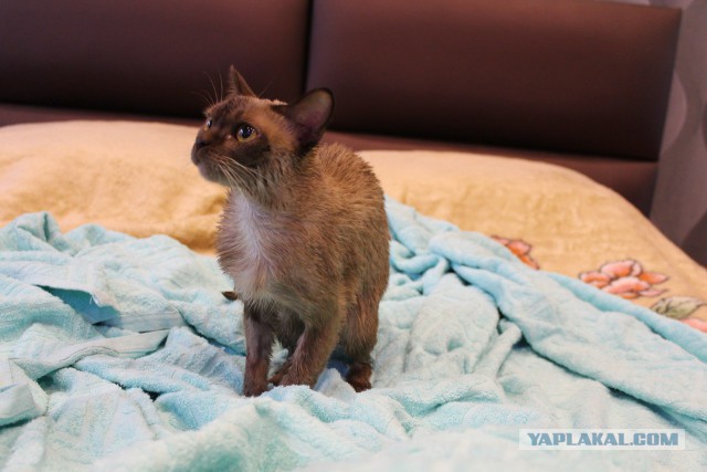 Котовторник 16.06.2015., Котовторник наступил!