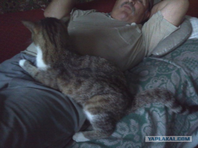 Котовторник 16.06.2015., Котовторник наступил!
