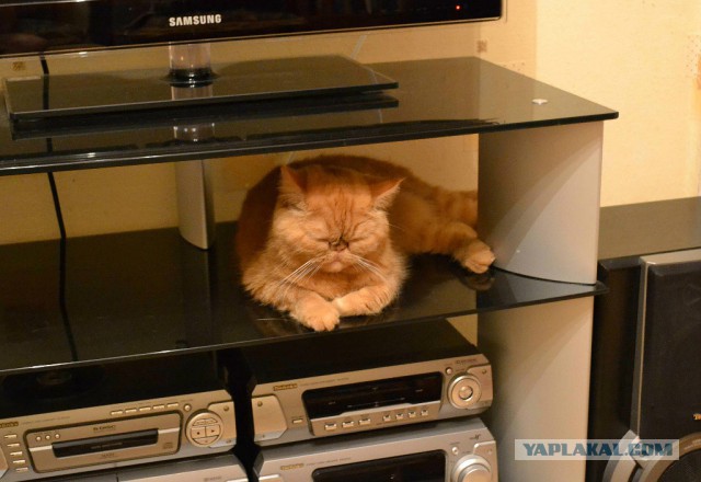 Котовторник  21.07.2015