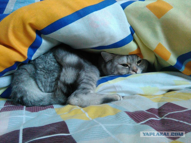Котовторник  21.07.2015