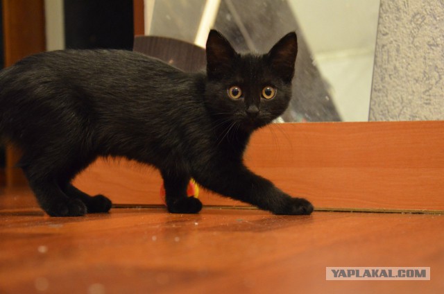 Пропала котейка