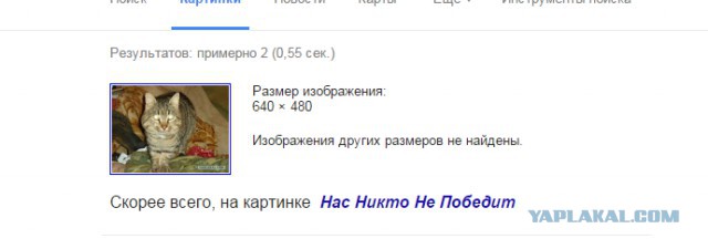 Мой личный котоленд 2