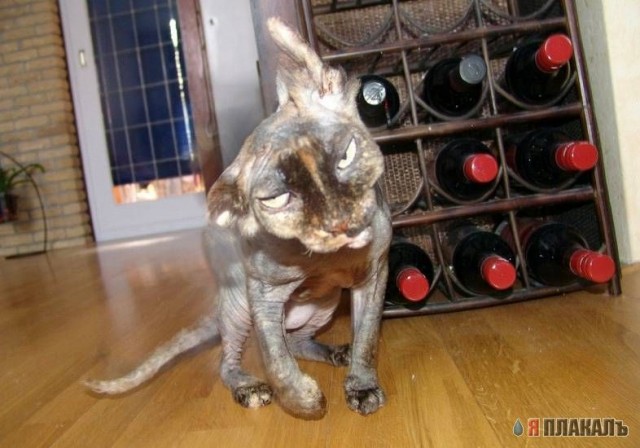 Коты, кошки, котята