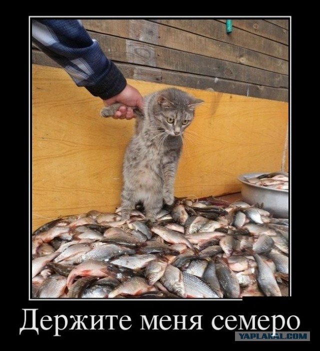 Веселые картинки
