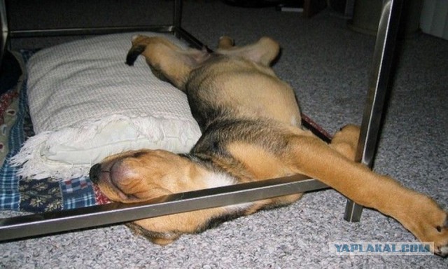 Удобная поза во время сна очень важна!