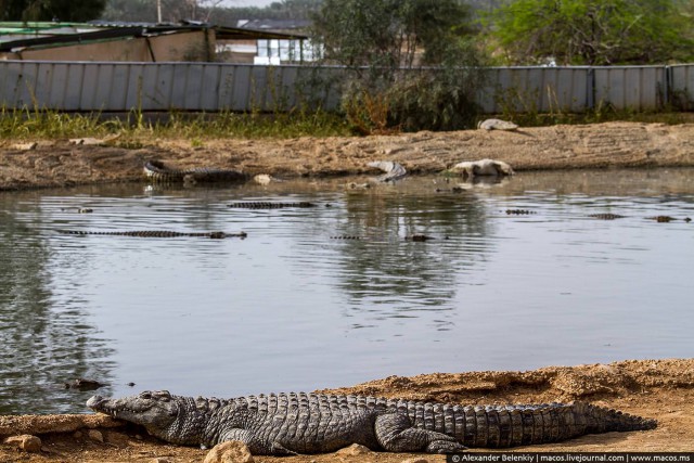 Заброшенные крокодилы Израиля