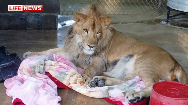 В зоопарке спасённый лев не может уснуть без одеяла