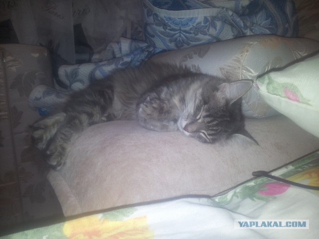 Минутка доброты на ЯПе