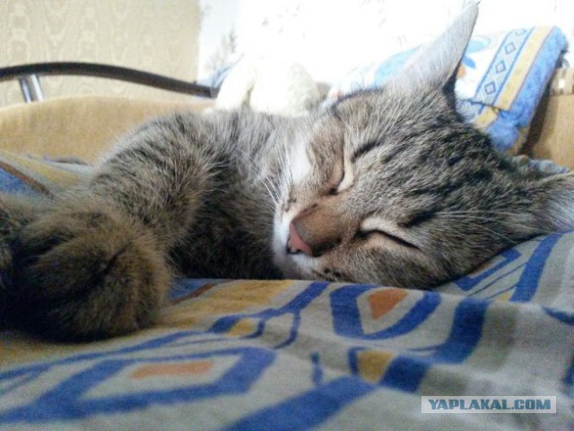 Котовторник 26.07 2016