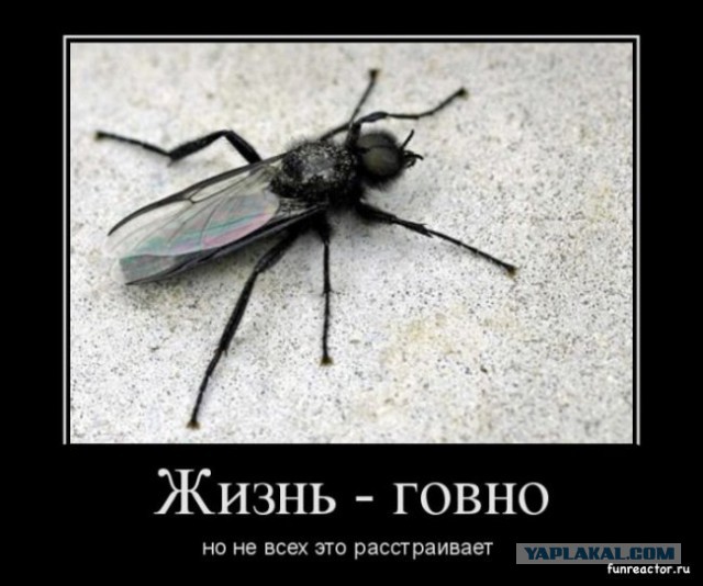 Юмор не для всех