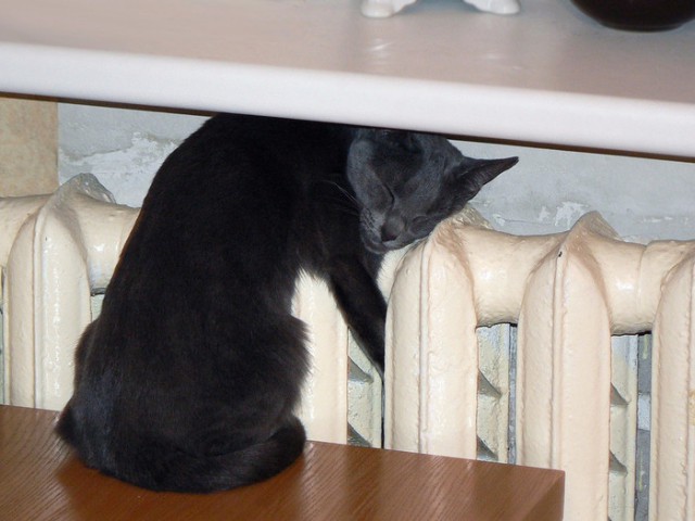 Коты из сети
