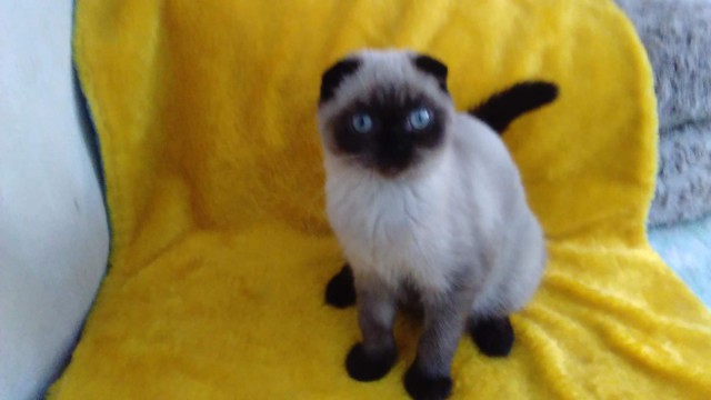 Коты из сети