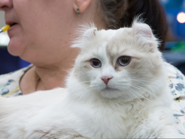 В Москву съехались коты