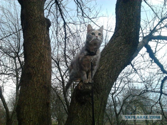 Найденыш. Котовторнику посвящается.