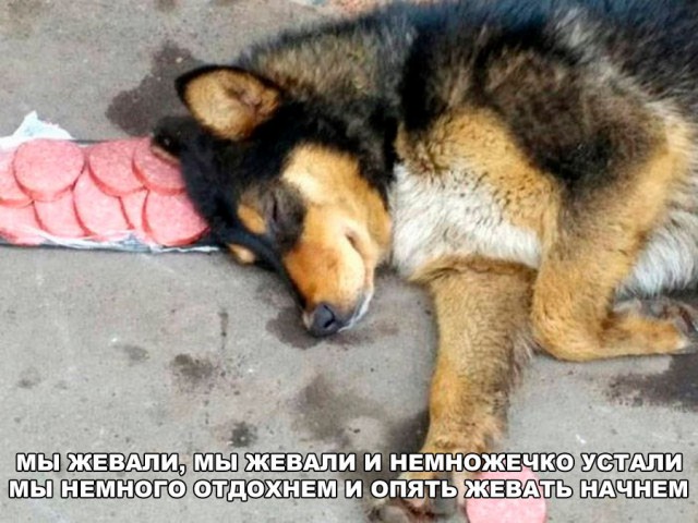 Подборка забавных животных