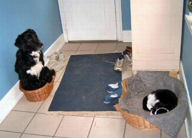 Коты и Кошки