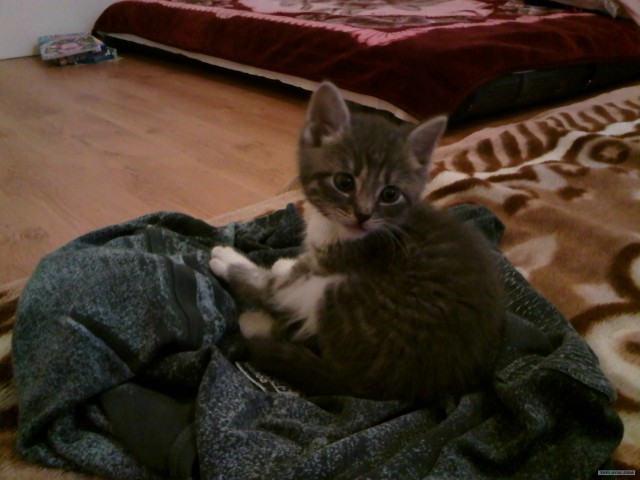 Котовторник 17.04.2012