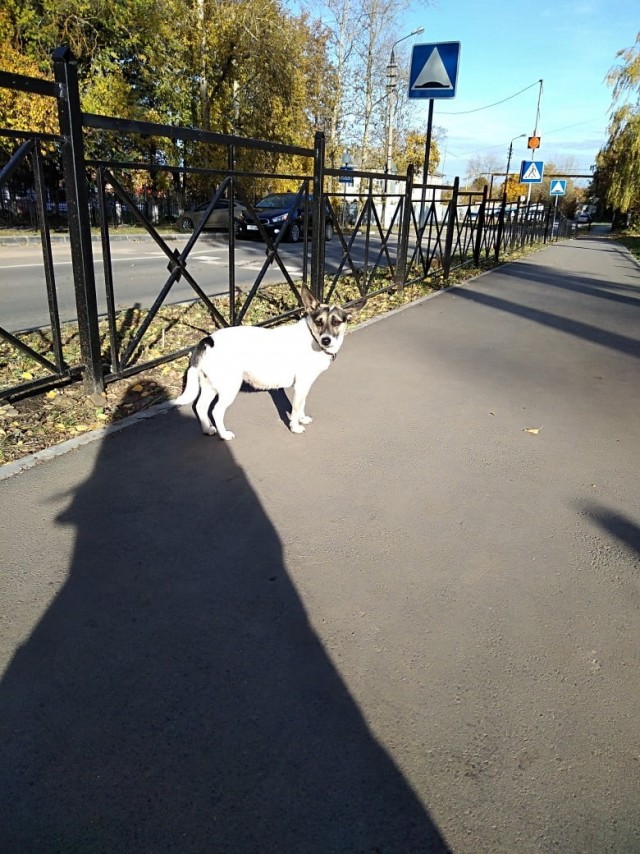 Живность из сети