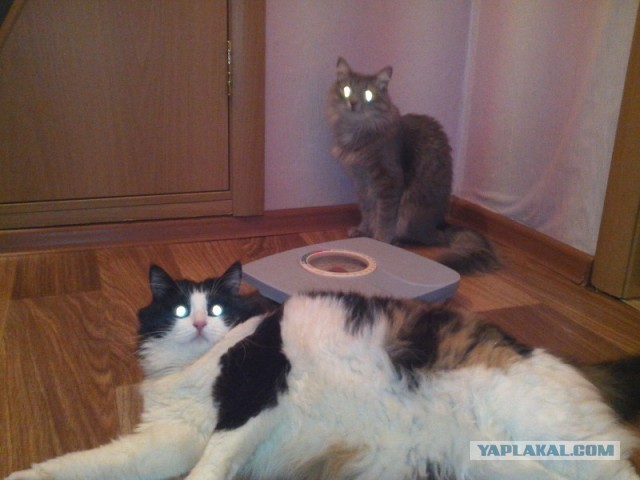 Котовторник 26.02.13