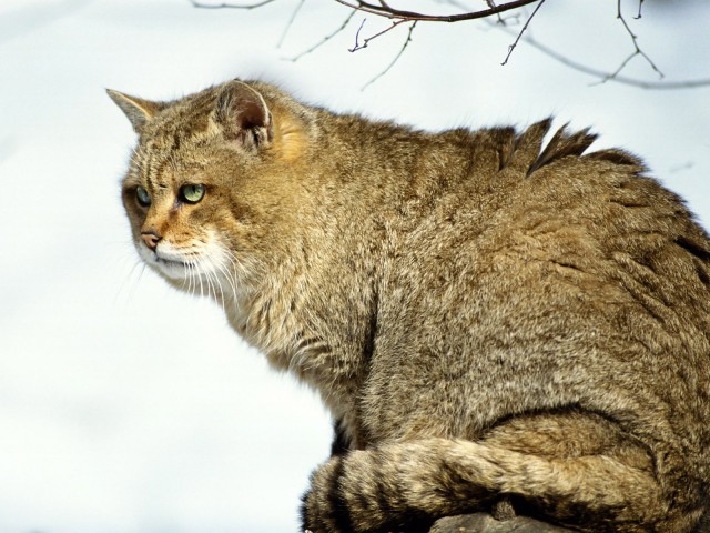 Задорные заборные котэ