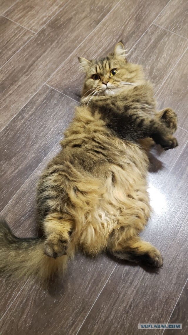 Котовторник 17.11.20