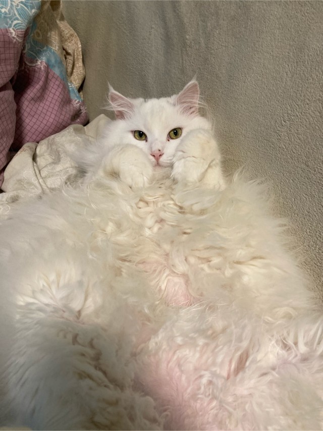 Котовторнику быть!