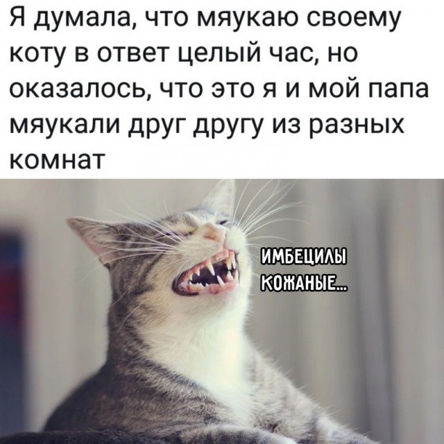 Весёлый полтишок 8.06.21