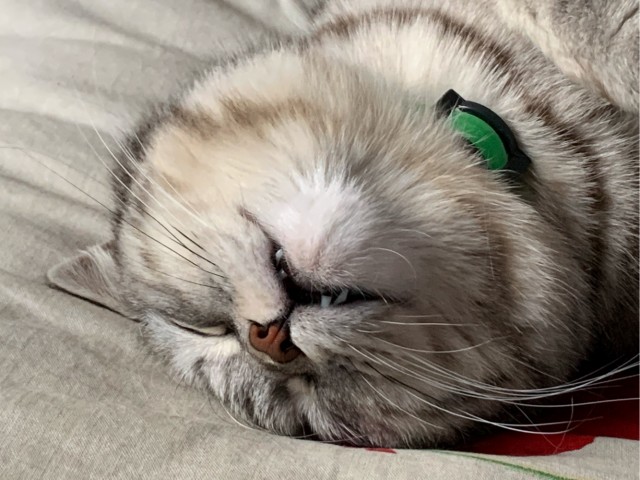 Хоба! Котовторник!