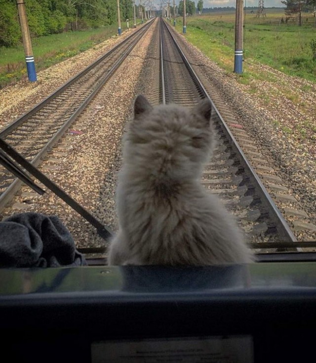 Лишь только мужчины шагают по шпалам... Девчонки на рельсах сидят