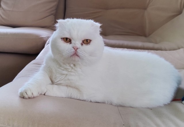 А ваши котейки че счас делают?