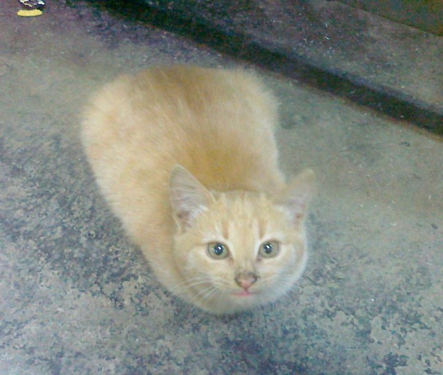 Коты ишачат на заводе