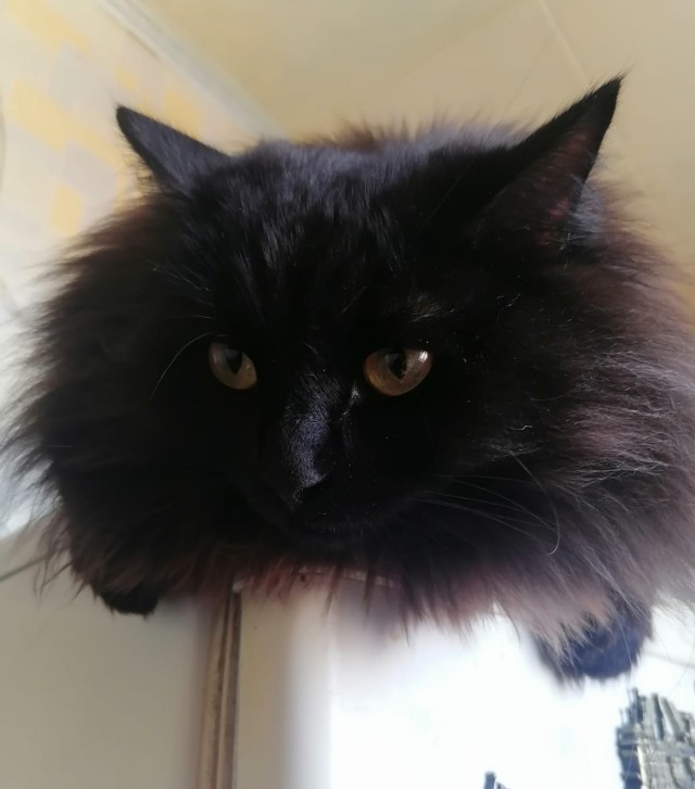 Котовторник
