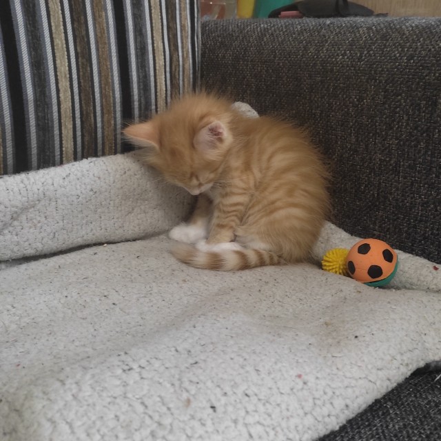 Сдался... Жена с дочкой победили