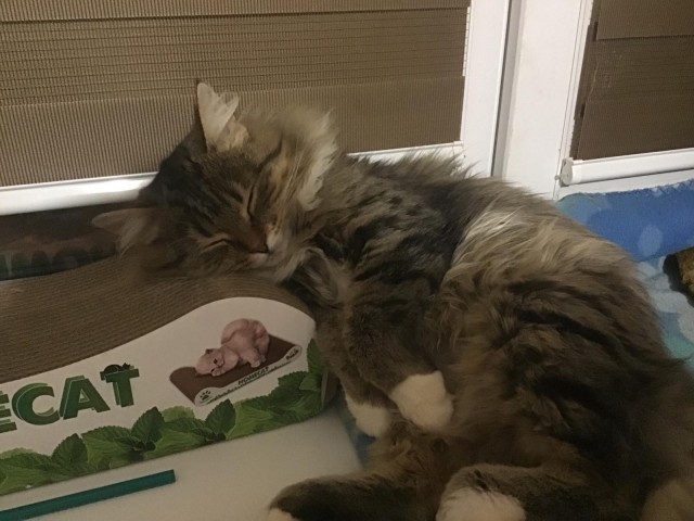 Позы для сна у кошек - что они означают?