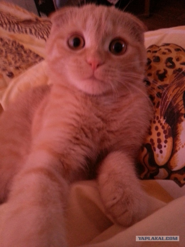 Котовторник 30.04.2013