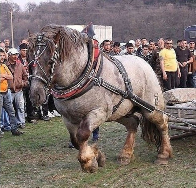 Сам паши