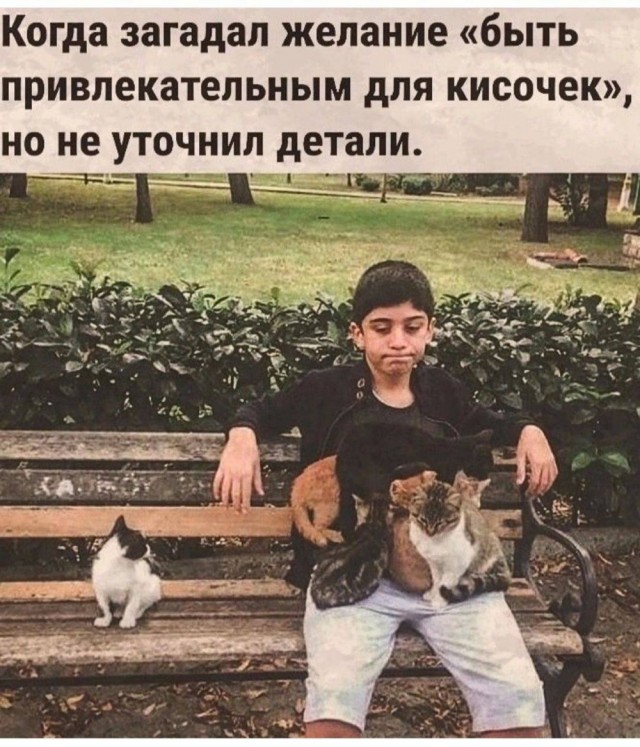 Котовтоник в картинках