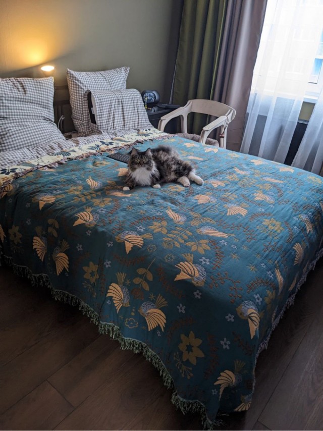 Котовторник