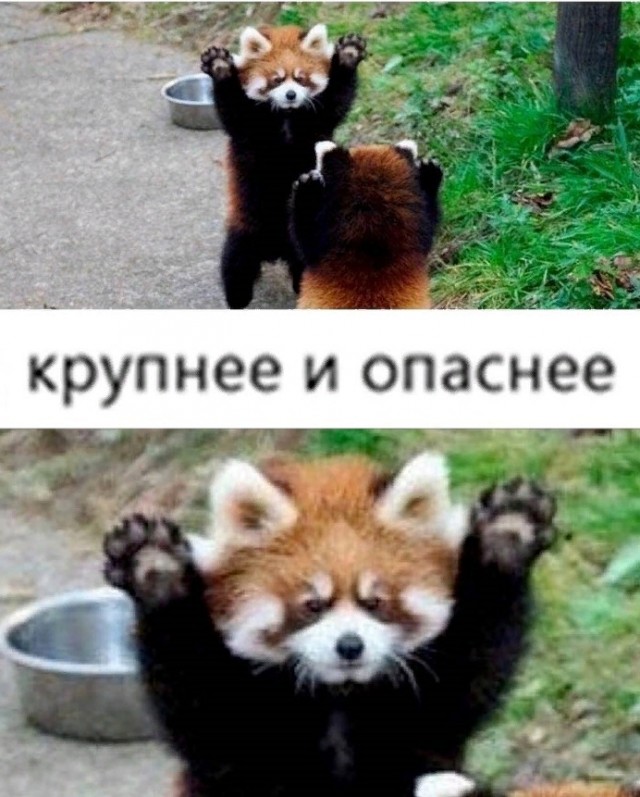 Министр обороны Пакистана заявил, что «никто не выживет на этой планете» если Индия нападёт.