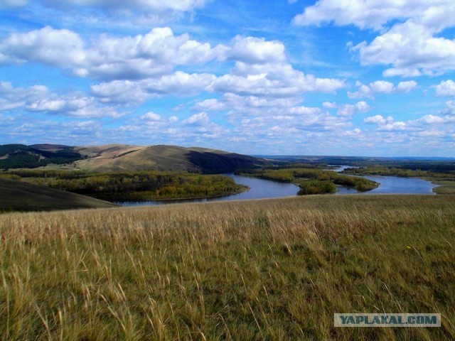 Лиса и костёр года