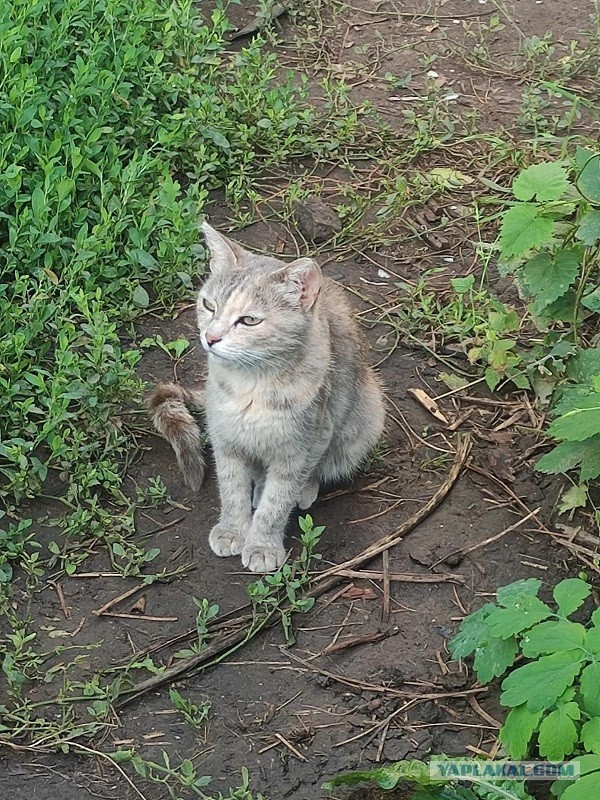 Родились у нас котята...
