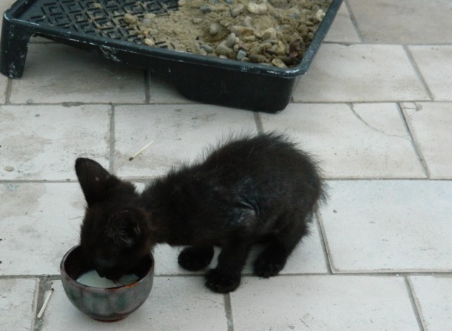 Новый член семьи