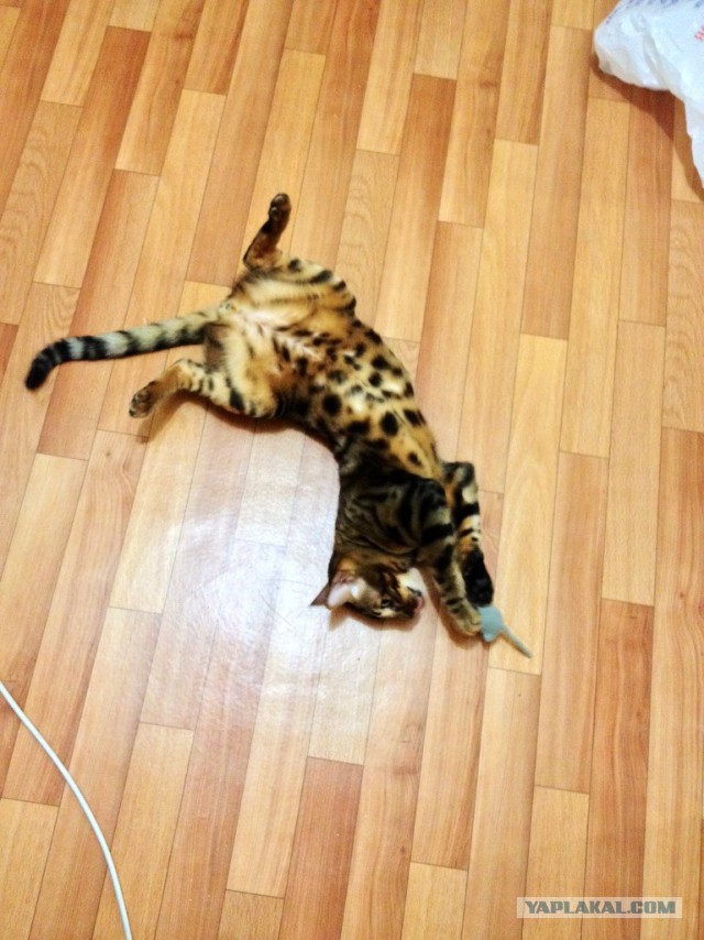 Котовторник 04.03.2014